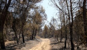 Bosc cremat al Pont de Vilomara i Rocafort / Nia Escolà