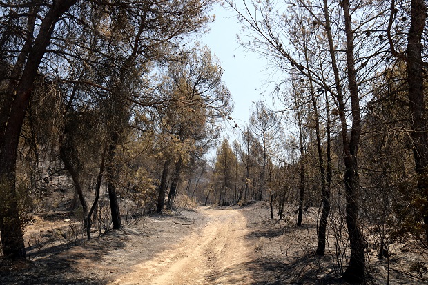 Bosc cremat al Pont de Vilomara i Rocafort / Nia Escolà